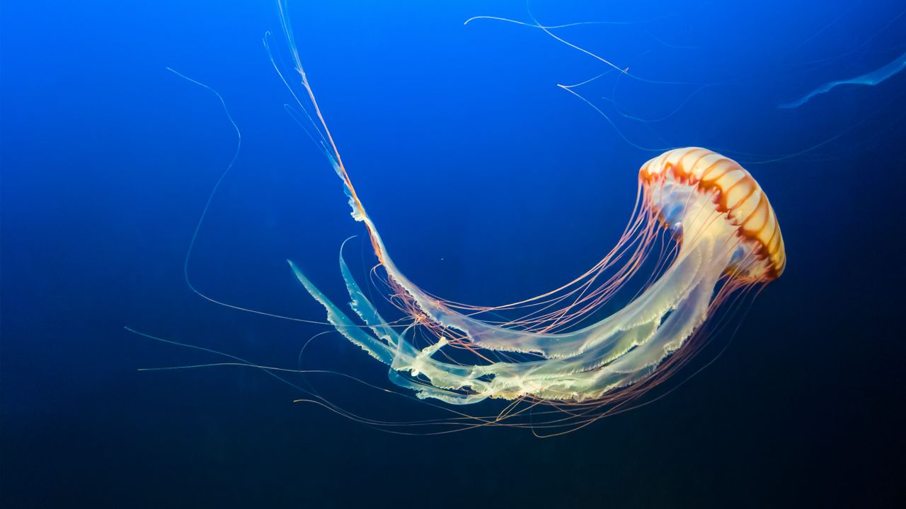 Обои медуза, подводный мир, щупальцы, плавать, океан