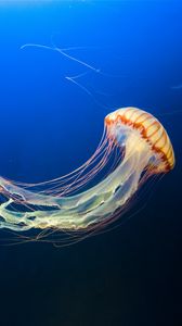 Превью обои медуза, подводный мир, щупальцы, плавать, океан