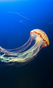 Превью обои медуза, подводный мир, щупальцы, плавать, океан