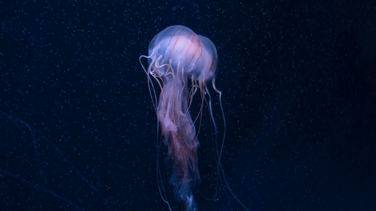 Обои медуза, подводный мир, щупальцы, океан, подводный