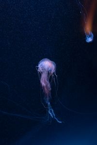 Превью обои медуза, подводный мир, щупальцы, океан, подводный