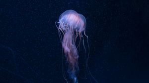 Превью обои медуза, подводный мир, щупальцы, океан, подводный