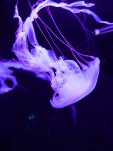 Превью обои медуза, подводный мир, щупальцы, плавание, сиреневый