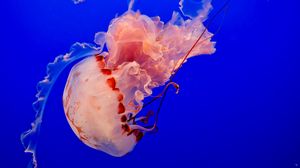 Превью обои медуза, подводный мир, щупальцы, океан, плавать, синий