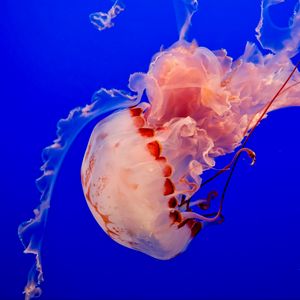 Превью обои медуза, подводный мир, щупальцы, океан, плавать, синий