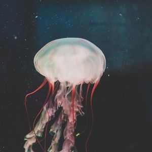 Превью обои медуза, подводный мир, щупальцы, плавание, вода