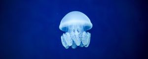 Превью обои медуза, подводный мир, синий