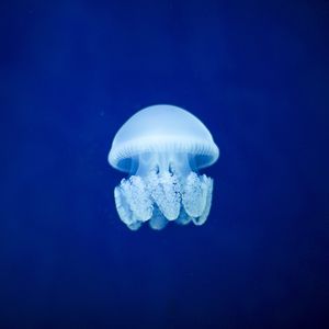 Превью обои медуза, подводный мир, синий