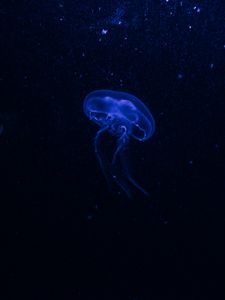Превью обои медуза, подводный мир, свечение, фосфор, гидроидная медуза, темный, синий