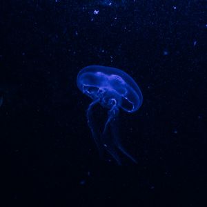 Превью обои медуза, подводный мир, свечение, фосфор, гидроидная медуза, темный, синий