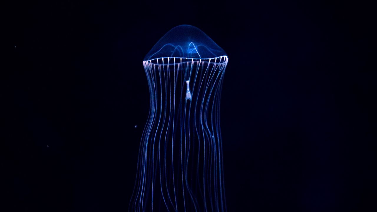 Обои медуза, подводный мир, темный, щупальцы