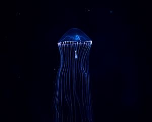 Превью обои медуза, подводный мир, темный, щупальцы