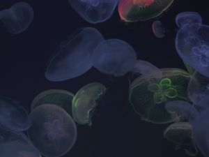 Превью обои медуза, подводный мир, темный, свечение