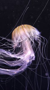 Превью обои медуза, подводный мир, темный, щупальце, красиво