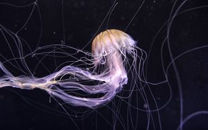 Превью обои медуза, подводный мир, темный, щупальце, красиво