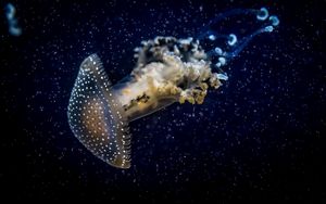 Превью обои медуза, подводный мир, темный