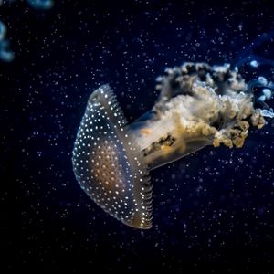 Превью обои медуза, подводный мир, темный