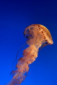 Превью обои медуза, подводный мир, вода, синий