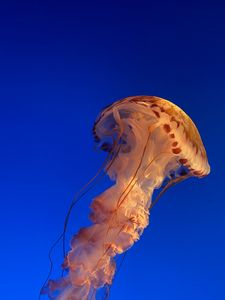 Превью обои медуза, подводный мир, вода, синий