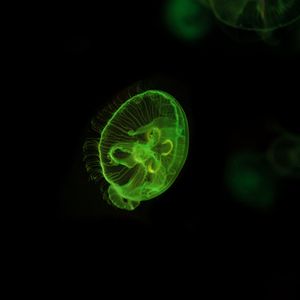 Превью обои медуза, подводный мир, зеленый, свечение, плавать