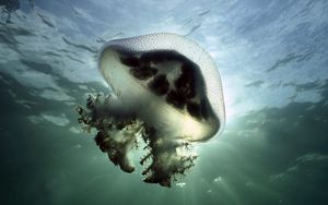 Превью обои медуза, подводный, свет, плавание