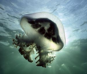 Превью обои медуза, подводный, свет, плавание