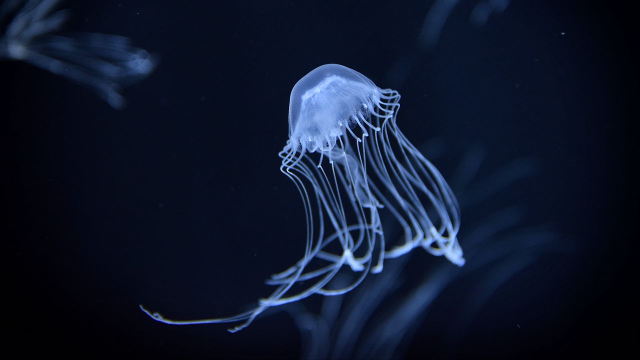Обои медуза, подводный, темный, размытие