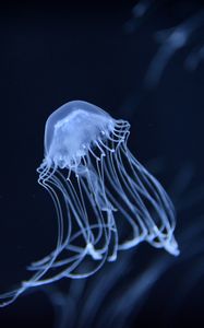 Превью обои медуза, подводный, темный, размытие