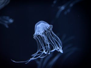 Превью обои медуза, подводный, темный, размытие