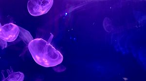 Превью обои медуза, подводный, вода, свечение