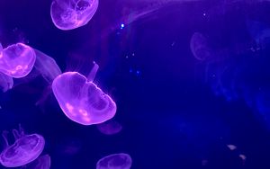 Превью обои медуза, подводный, вода, свечение
