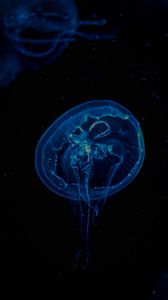 Превью обои медуза, прозрачный, подводный, щупальца, темнота
