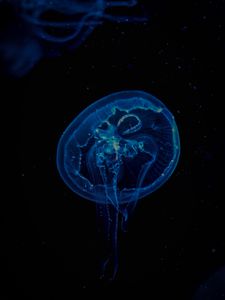 Превью обои медуза, прозрачный, подводный, щупальца, темнота