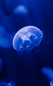 Превью обои медуза, прозрачный, синий, под водой, море