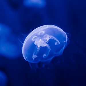 Превью обои медуза, прозрачный, синий, под водой, море