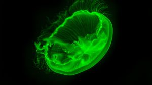 Превью обои медуза, прозрачный, свечение, зеленый, темнота