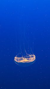 Превью обои медуза, прозрачный, вода, под водой