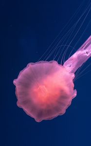 Превью обои медуза, розовый, прозрачный, море, подводный мир