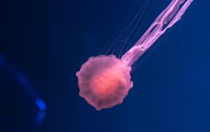 Превью обои медуза, розовый, прозрачный, море, подводный мир