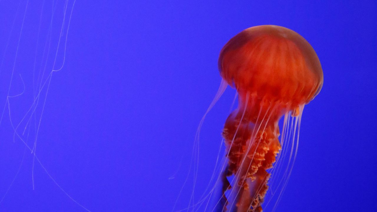 Обои медуза, щупальца, красный, существо