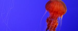 Превью обои медуза, щупальца, красный, существо