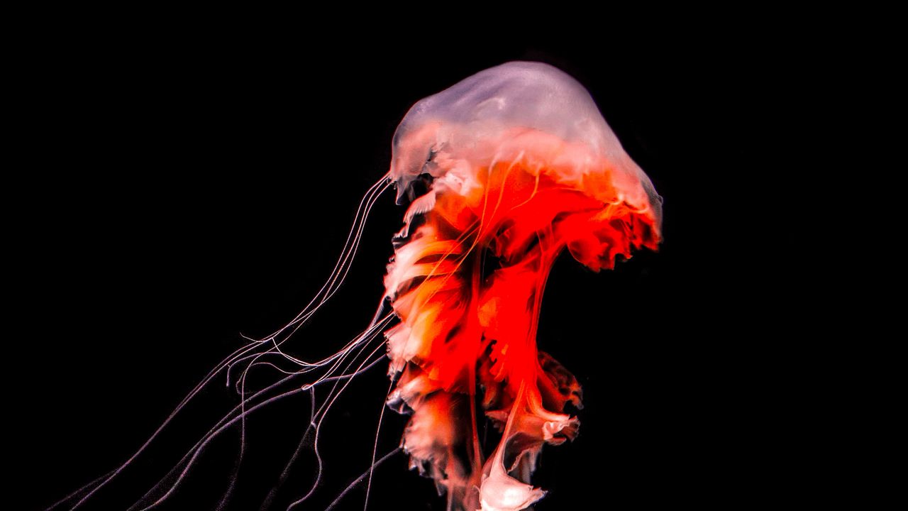 Обои медуза, щупальца, красный, существо, под водой