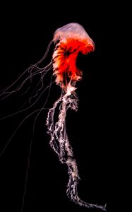 Превью обои медуза, щупальца, красный, существо, под водой
