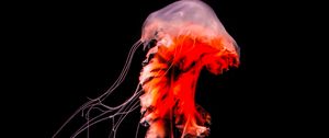Превью обои медуза, щупальца, красный, существо, под водой