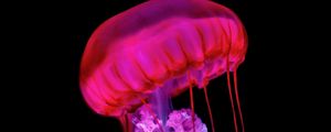 Превью обои медуза, щупальца, красный, под водой