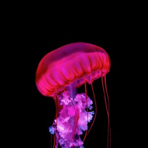 Превью обои медуза, щупальца, красный, под водой