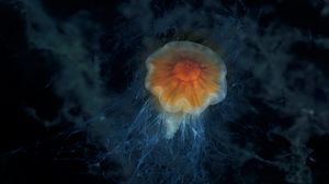 Превью обои медуза, щупальца, море, подводный мир, глубина