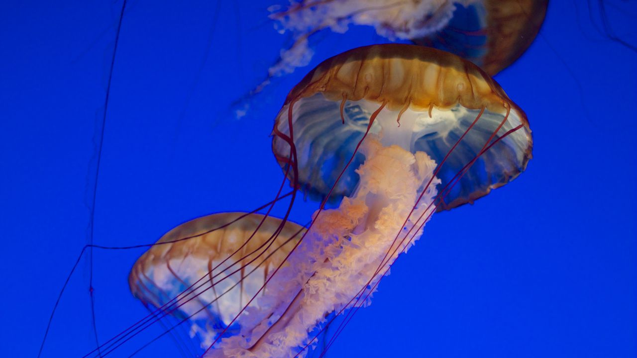 Обои медуза, щупальца, море, вода, под водой