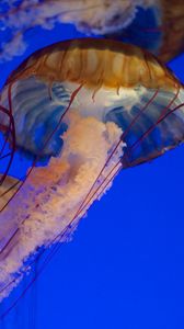 Превью обои медуза, щупальца, море, вода, под водой