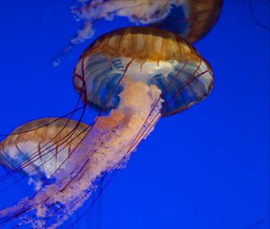 Превью обои медуза, щупальца, море, вода, под водой